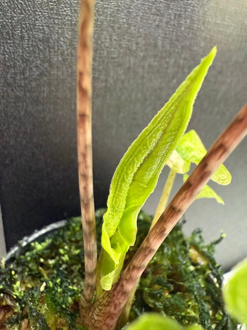 ② アロカシア　ジャックリン 斑入り