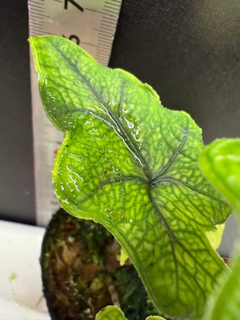 ② アロカシア　ジャックリン 斑入り