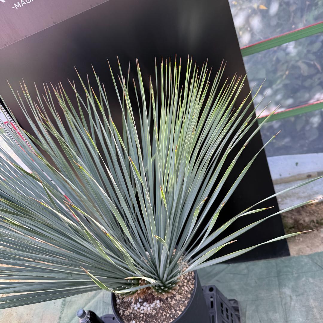 【AL1066】ユッカ　ロストラータ　ランチョブルー　数量限定販売