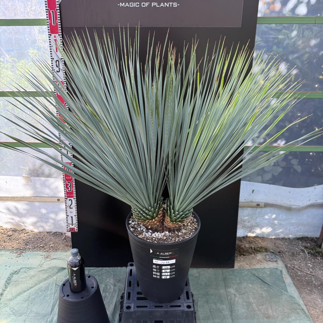 【AL1066】ユッカ　ロストラータ　ランチョブルー　数量限定販売