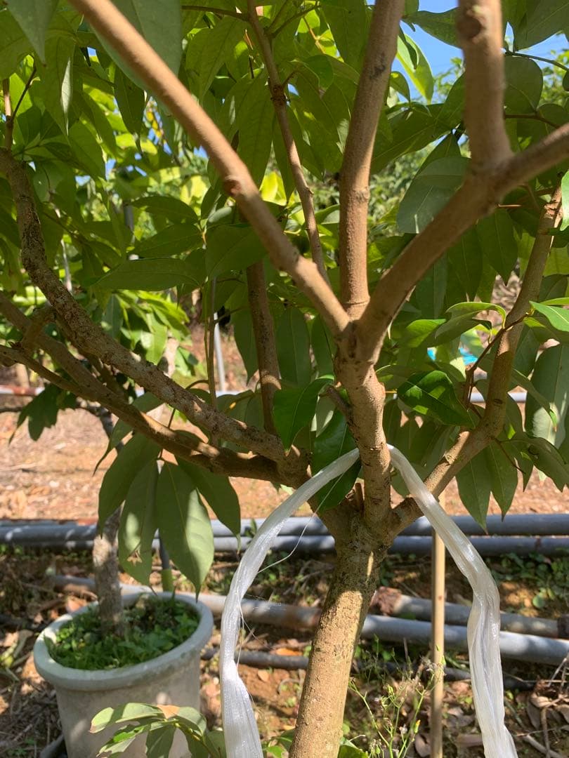 ライチ取木苗木6年目　レイシ 　台湾玉荷苞　改良品種プリンセスの笑顔