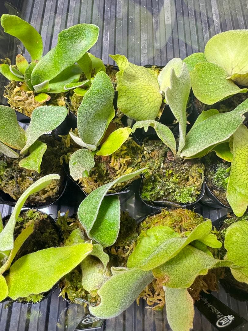 ビカクシダ　15種