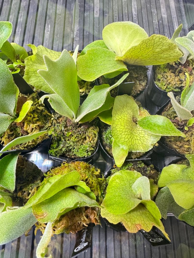 ビカクシダ　15種