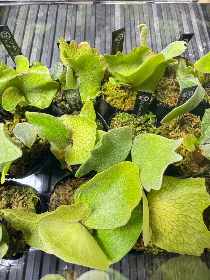 ビカクシダ　15種