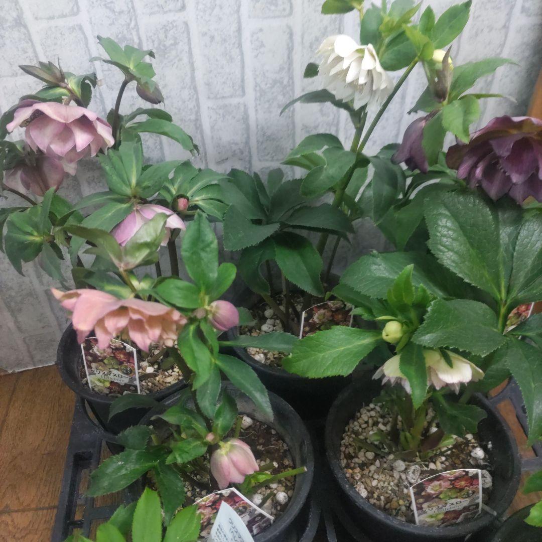 １０日入荷分⭐️クリスマスローズダブル咲き⭐️7鉢セット