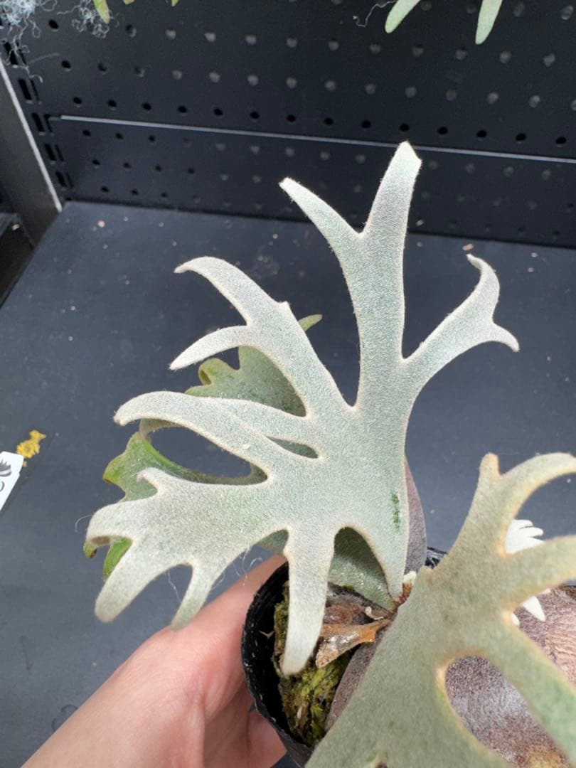 【平凡之鹿】ビカクシダ YMDS Totoro HHRナーセリータグ付け#070