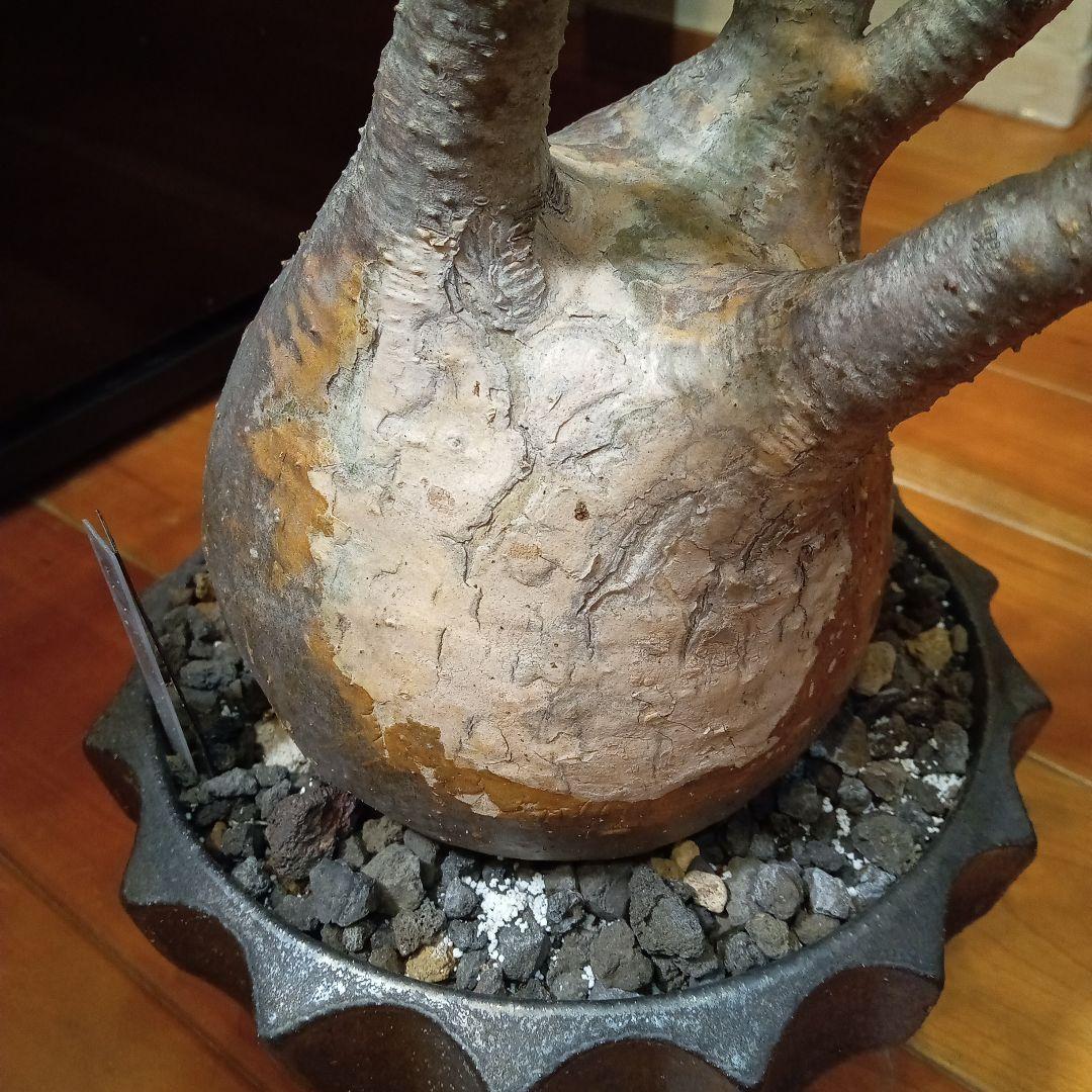 【昨夏(2025)開花しました！】パキポディウム　グラキリス★レア白肌　現地球