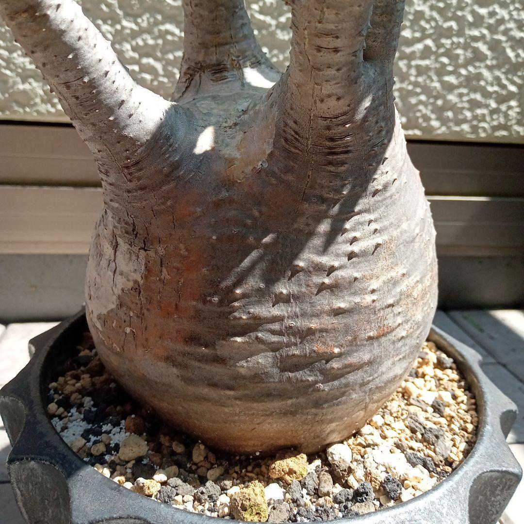 【昨夏(2025)開花しました！】パキポディウム　グラキリス★レア白肌　現地球