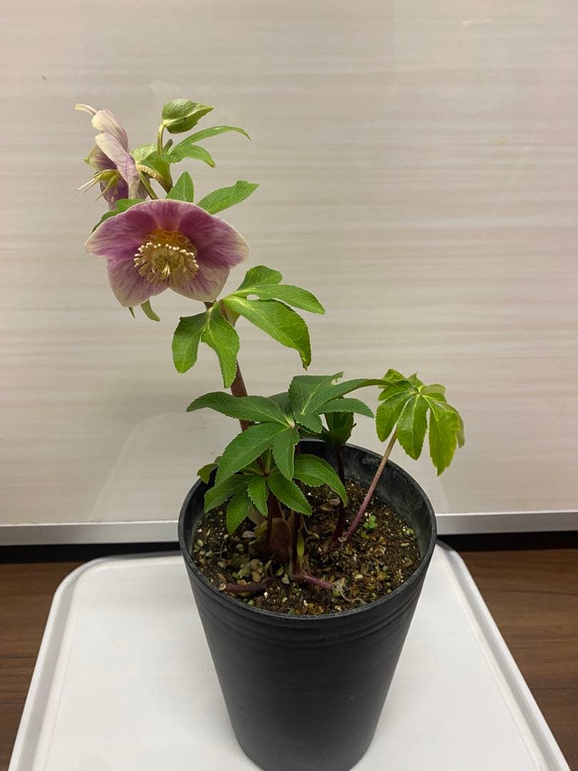 クリスマスローズソレイユ苗