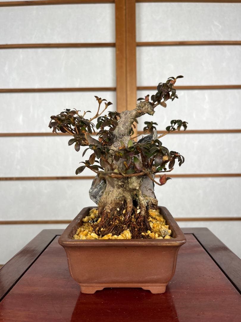 【皐月(さつき)】 品種不明品 \"菊姫(きくひめ) / (?) \" 小品盆栽