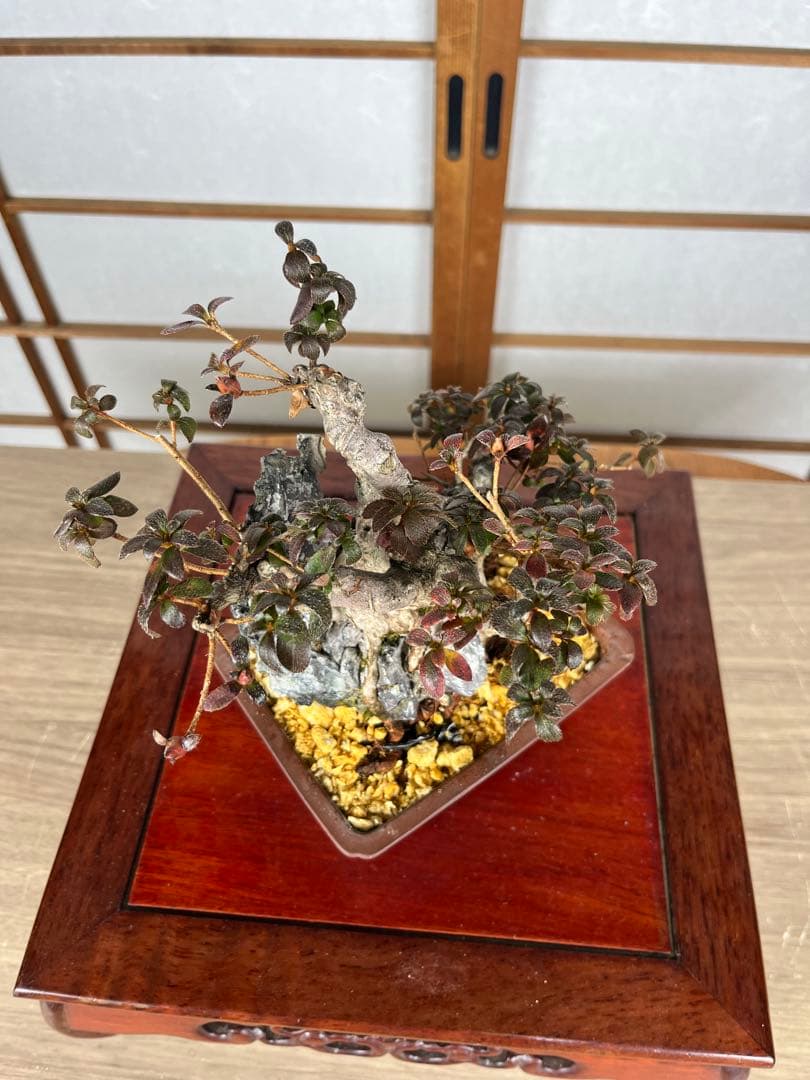 【皐月(さつき)】 品種不明品 \"菊姫(きくひめ) / (?) \" 小品盆栽