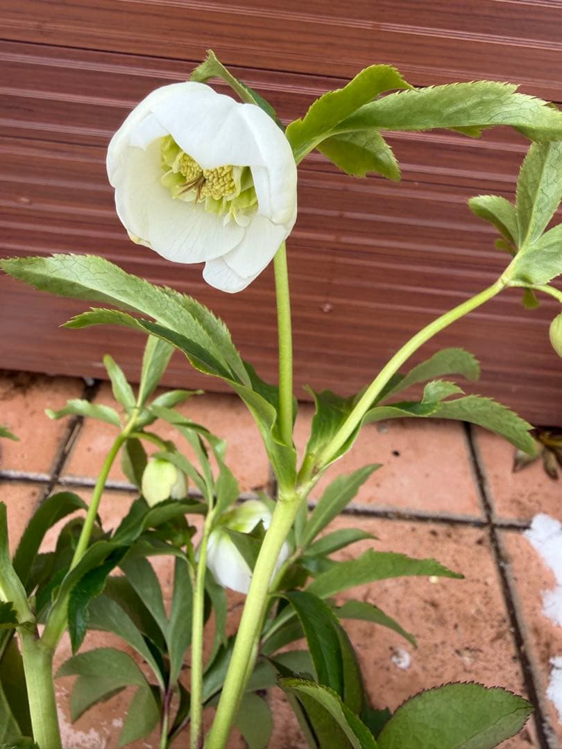 【未株分】クリスマスローズ 若泉ファーム 白セミダブル