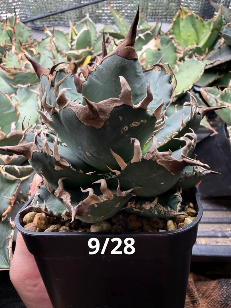 アガベ オテロイ実生 オアハカ 選抜株 (検 清櫻 皇冠 セオクラ チタノタ