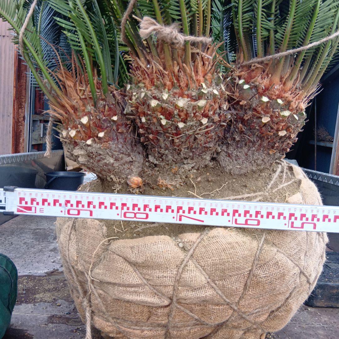 ソテツ（巨大株）インテリア用