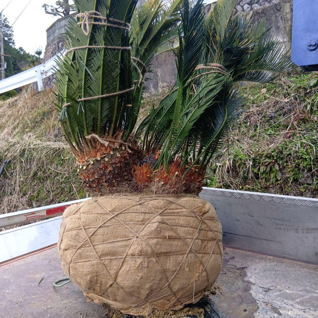 ソテツ（巨大株）インテリア用