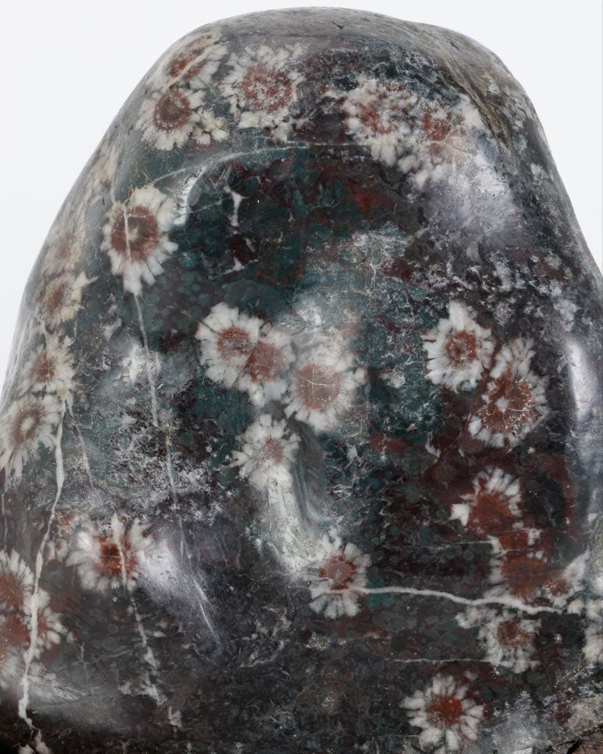 菊花石 菊紋石 小菊 紋石 台座 箱付 1kg 鑑賞石 原石 自然石 美石 水石