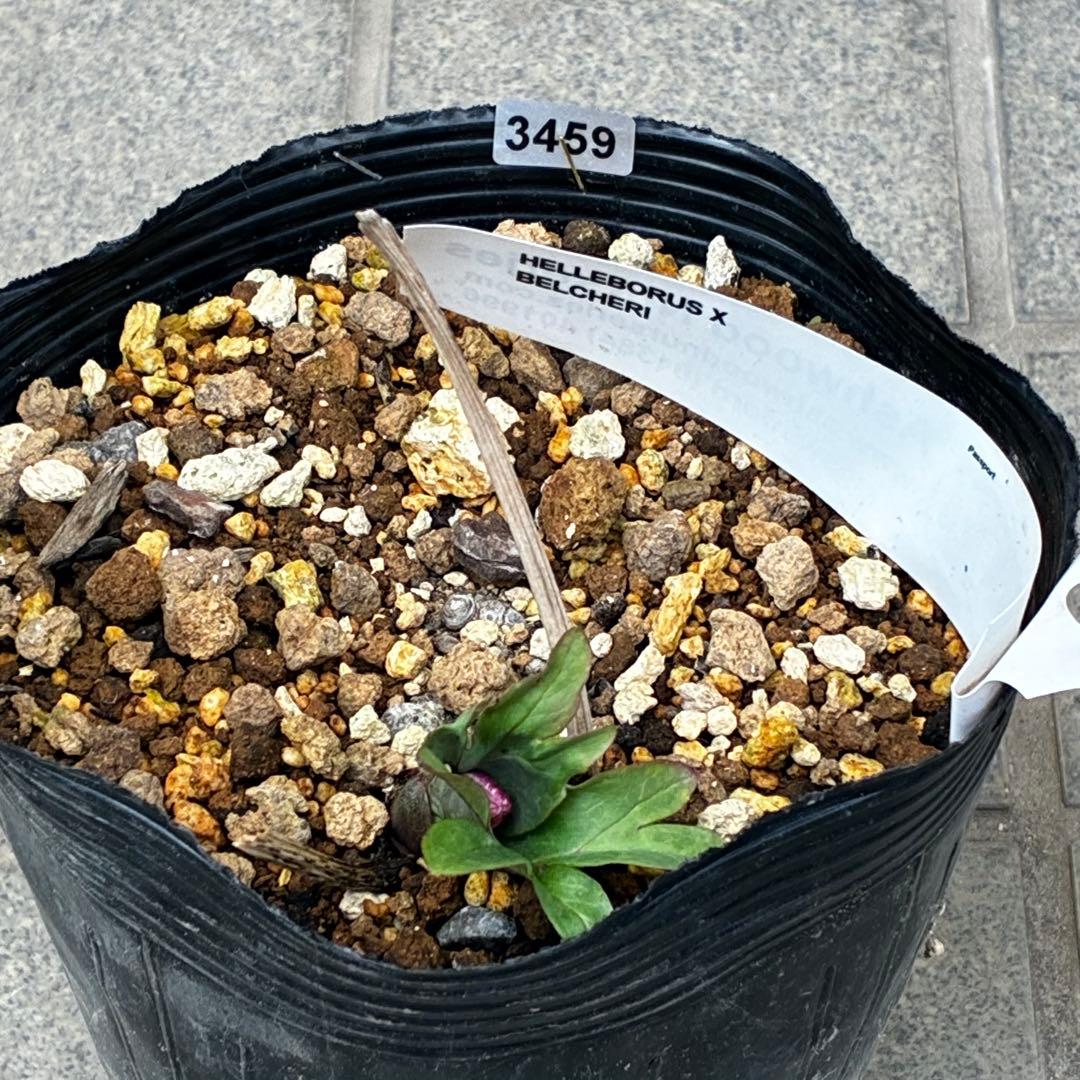 オ*ン様 3459☘️蕾花タグ付☘️超レアBELCHERI⭐️PINK ICE系