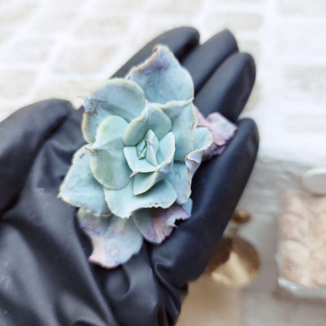 エレガンス◎多肉植物 カット苗 韓国苗 エケベリア等