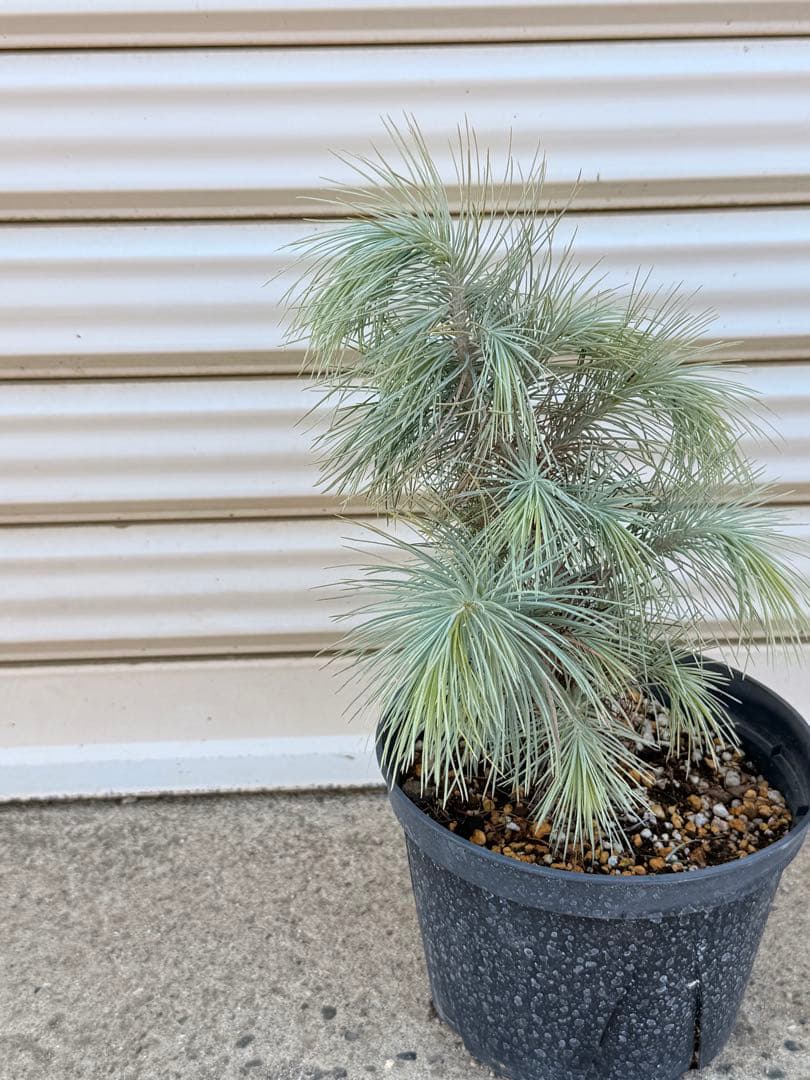 【希少・現品】マルチネス・ピニョン松 5号 ワイルド樹形