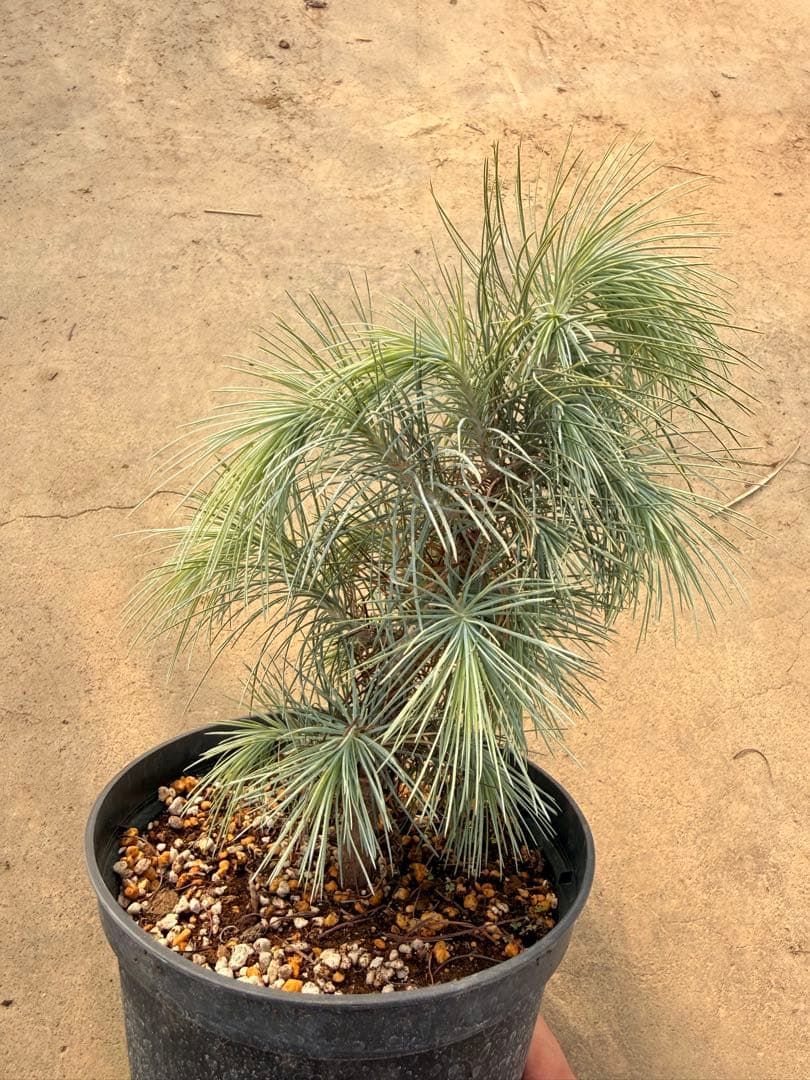 【希少・現品】マルチネス・ピニョン松 5号 ワイルド樹形