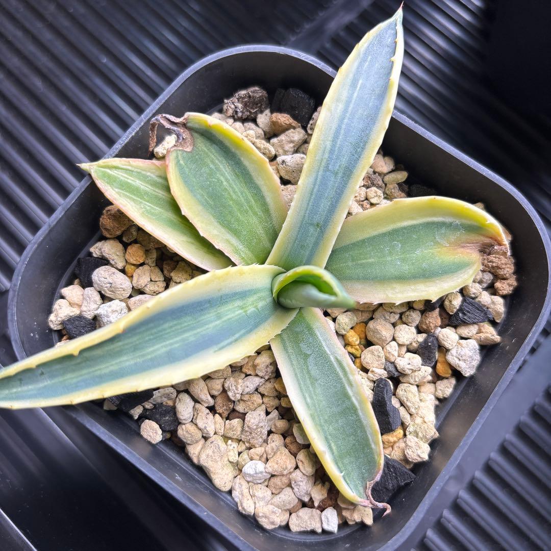 アガベ　アメリカーナ覆輪縞斑