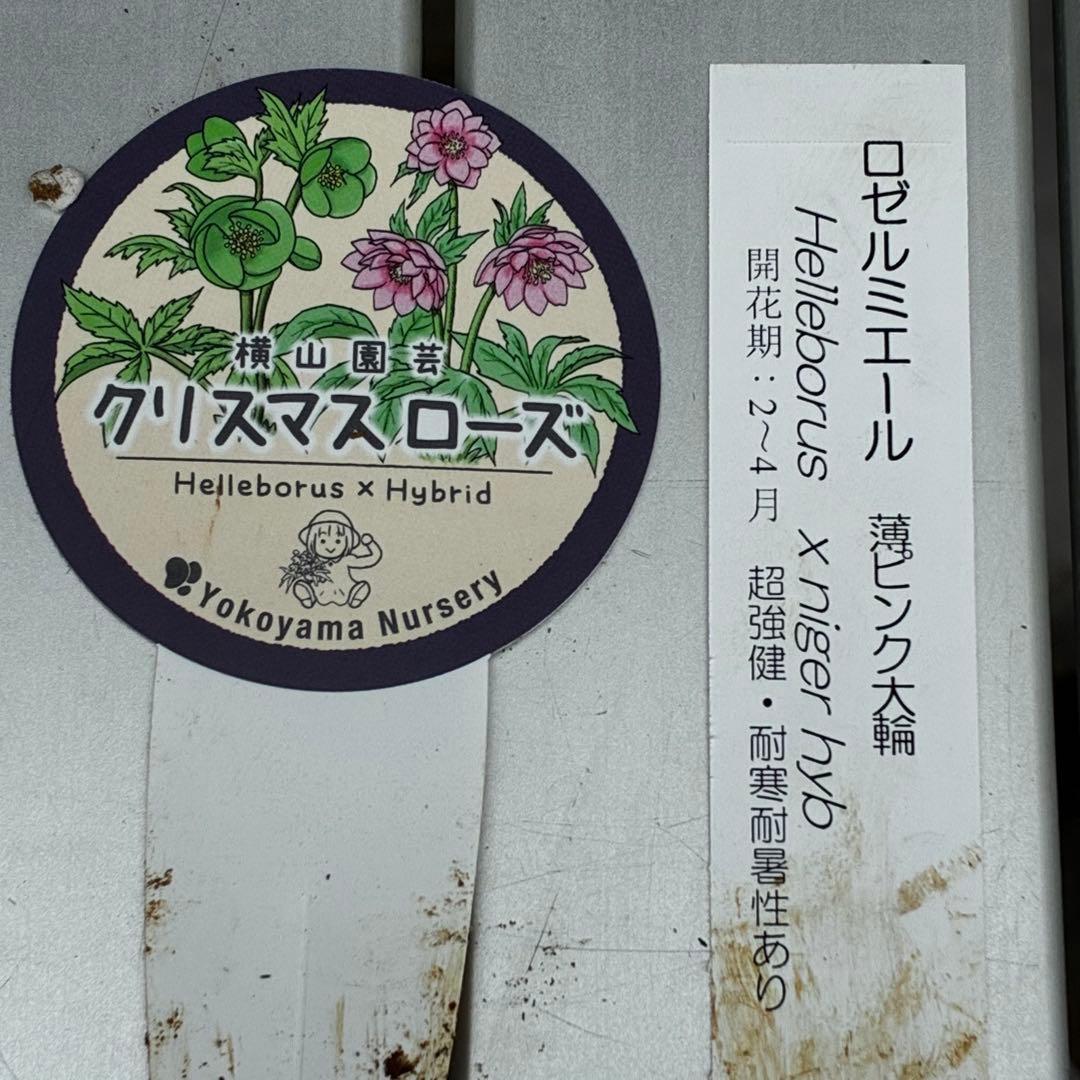 c*読様 3561☘️蕾花タグ付☘️希少品種☘️ロゼルミエール⭐️カラーチェンジ