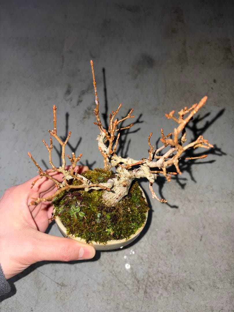 宮様カエデ 盆栽