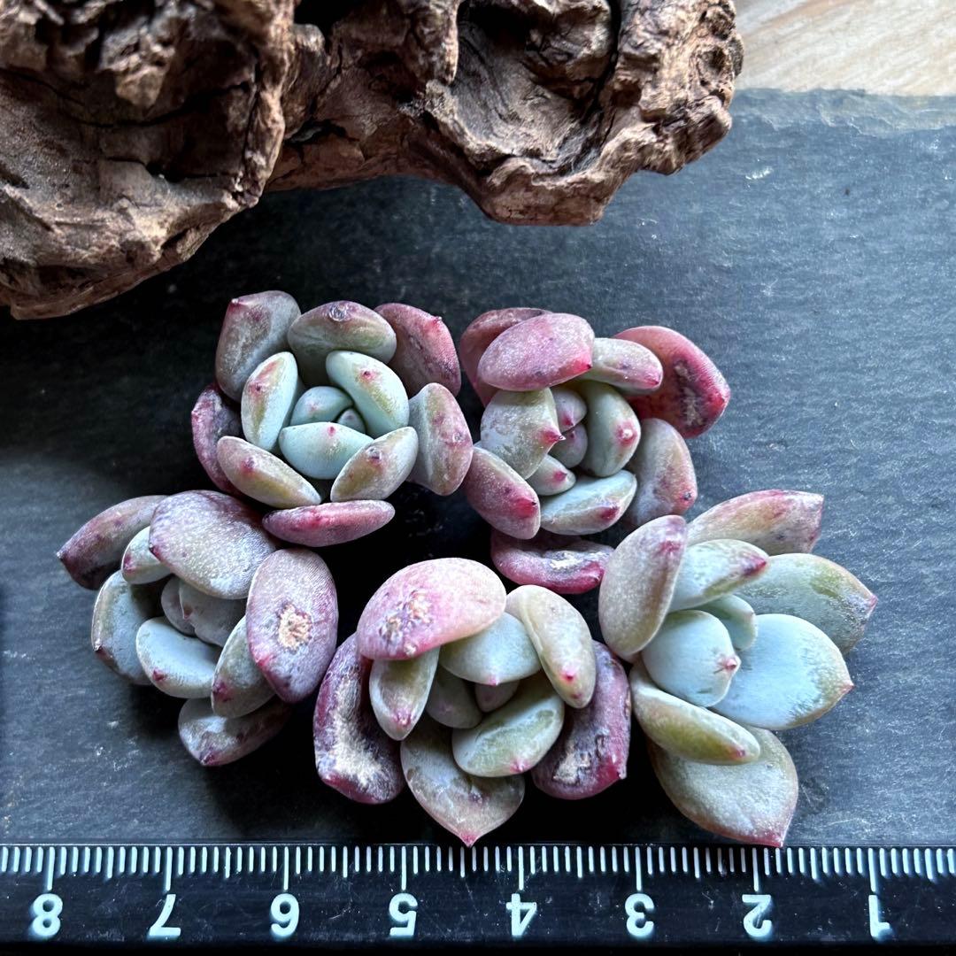 ❣️不揃い♡スノーピーチ5苗❣️カット苗 ランダム エケベリア 寄せ植え 多肉植物