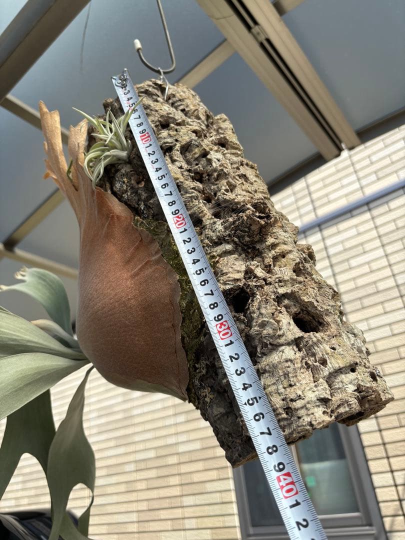 ビカクシダ　ホワイトホーク