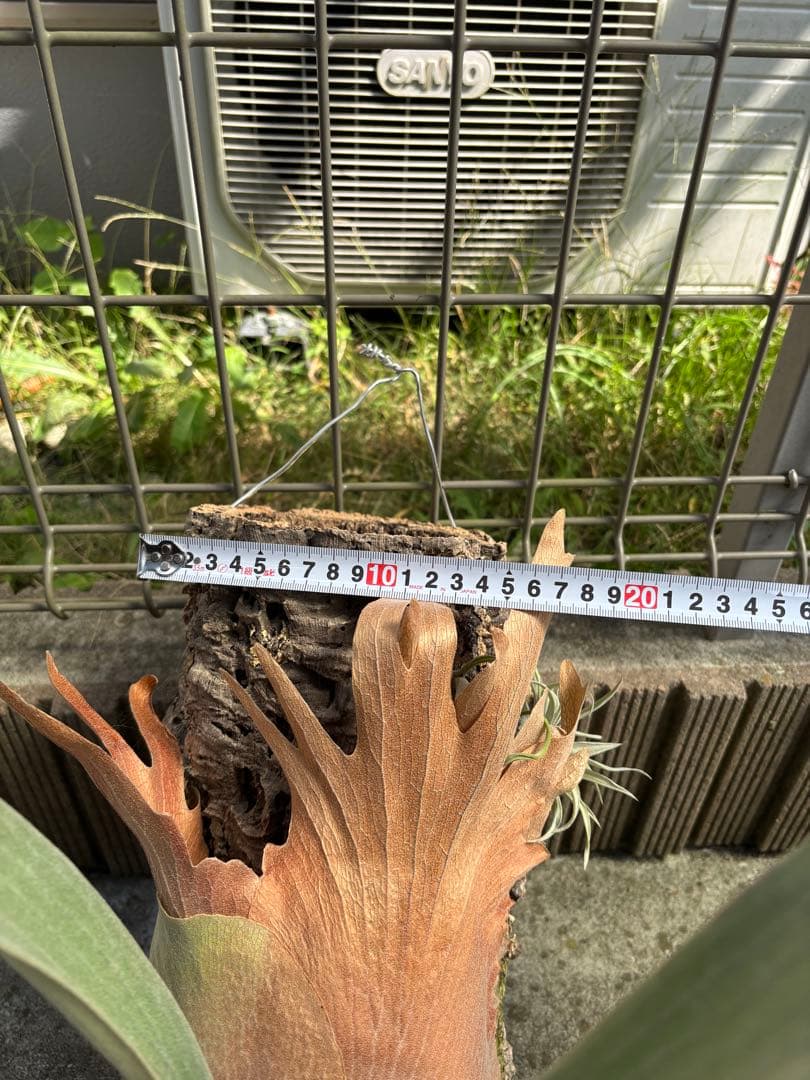 ビカクシダ　ホワイトホーク