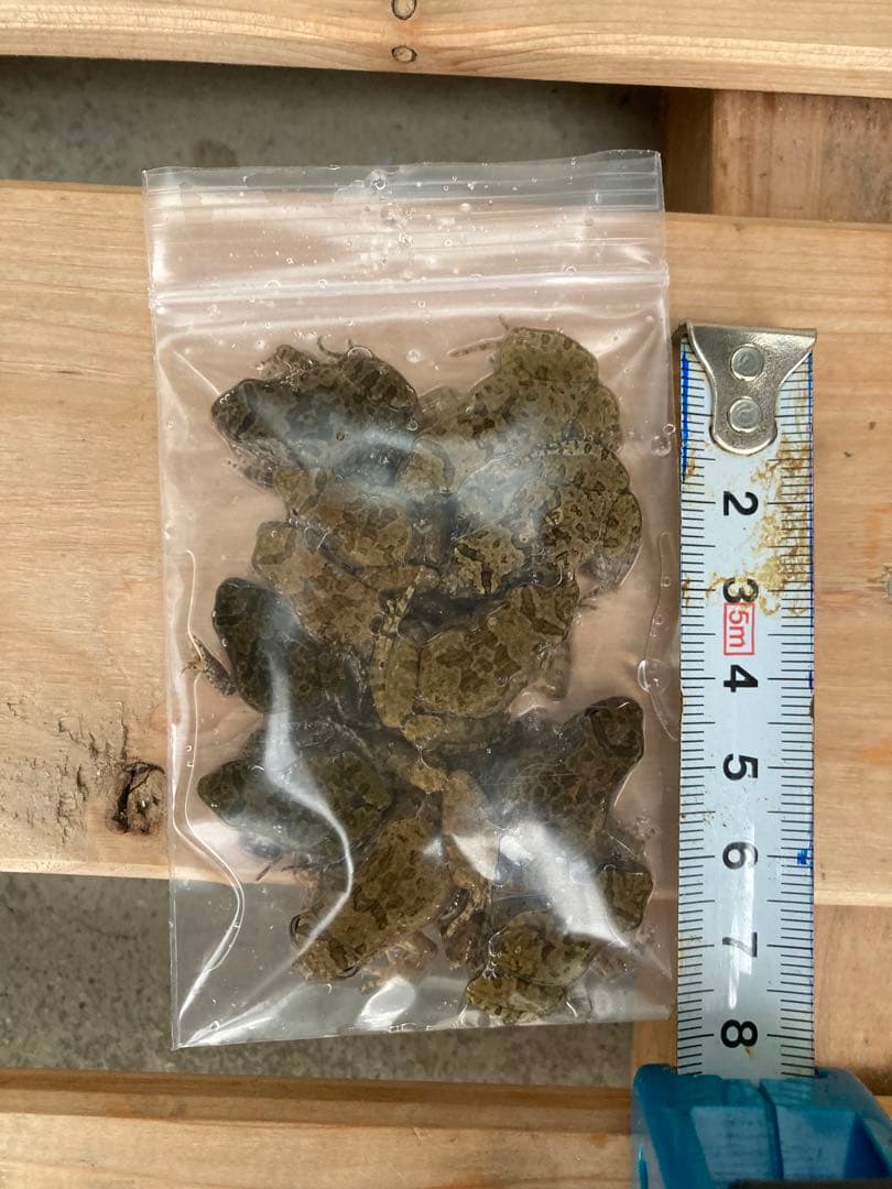 冷凍カエル【S・200匹】餌用カエル 約2.5〜3cm ヌマガエル 餌 自家繁殖