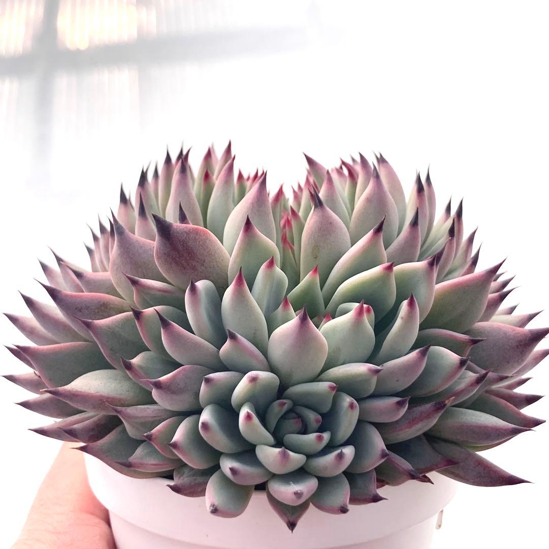 【激レア綴化苗】ミックスベリア 紫紺の矢 多肉植物 おらいさん 自家繁殖苗