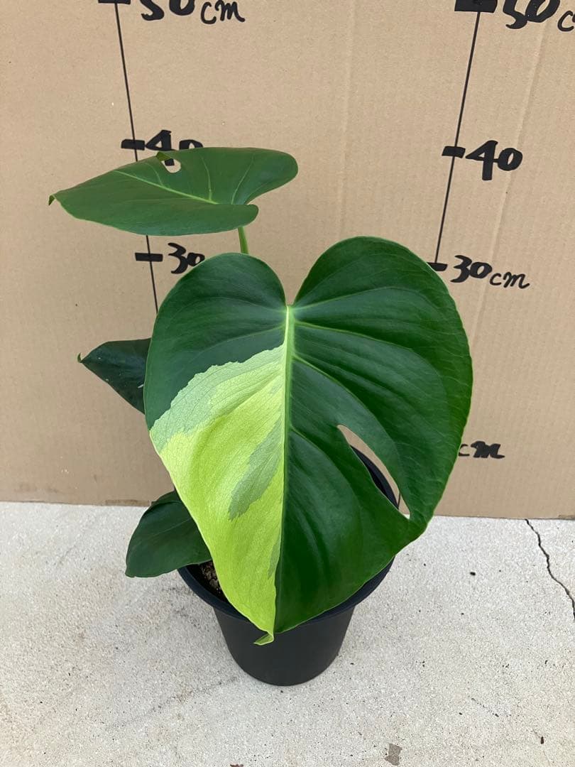 モンステラ斑入り　デリシオーサ実生株　2鉢セット