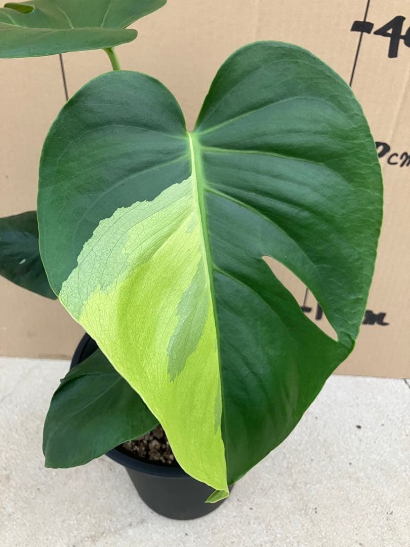 モンステラ斑入り　デリシオーサ実生株　2鉢セット