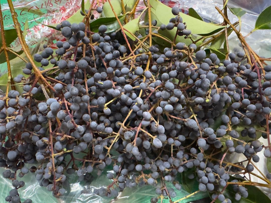 トウネズミモチの実　トウネズミモチの果実