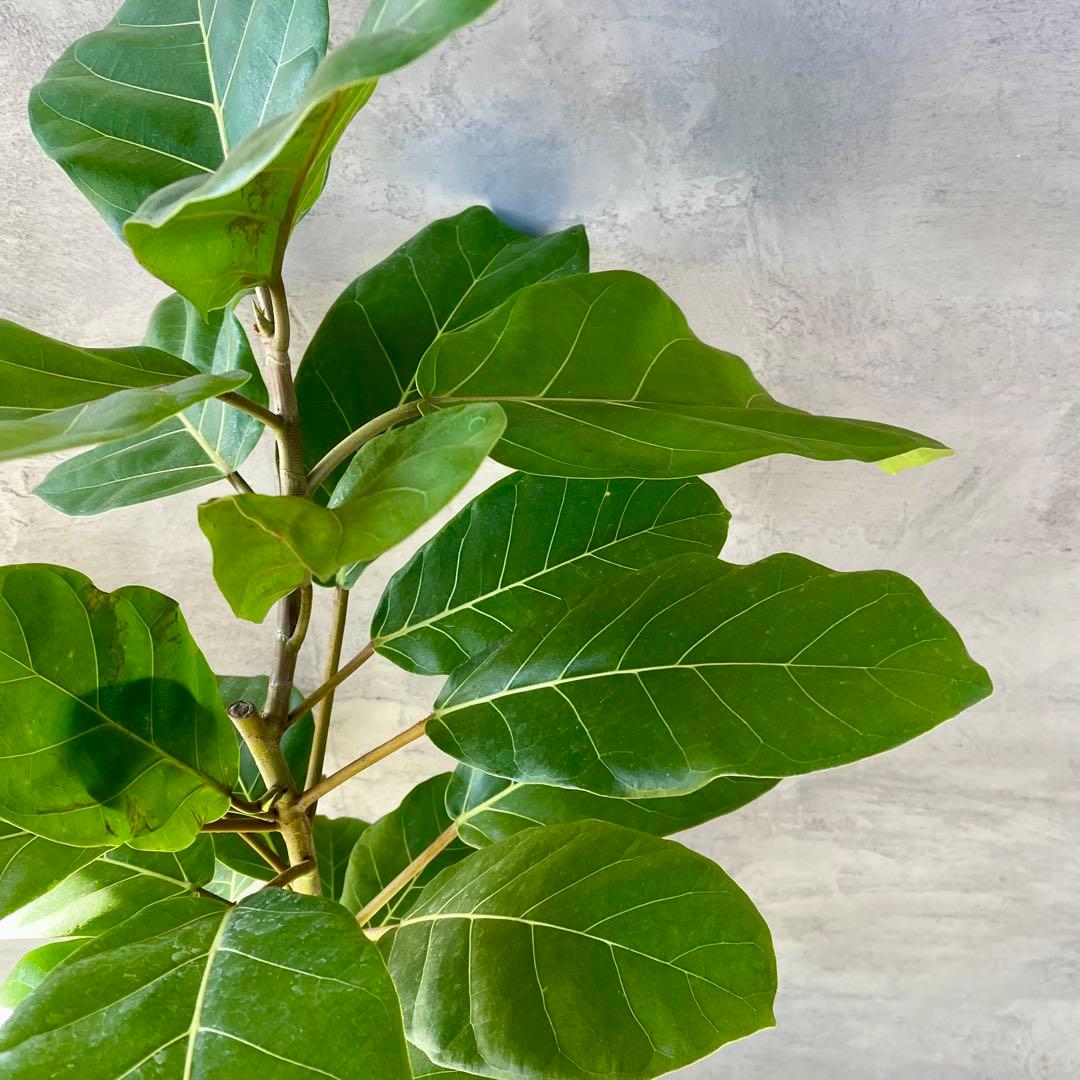 希少　特大　フィカス　アフリカンプリンス　曲がり仕立て　陶器鉢　植え込み発送