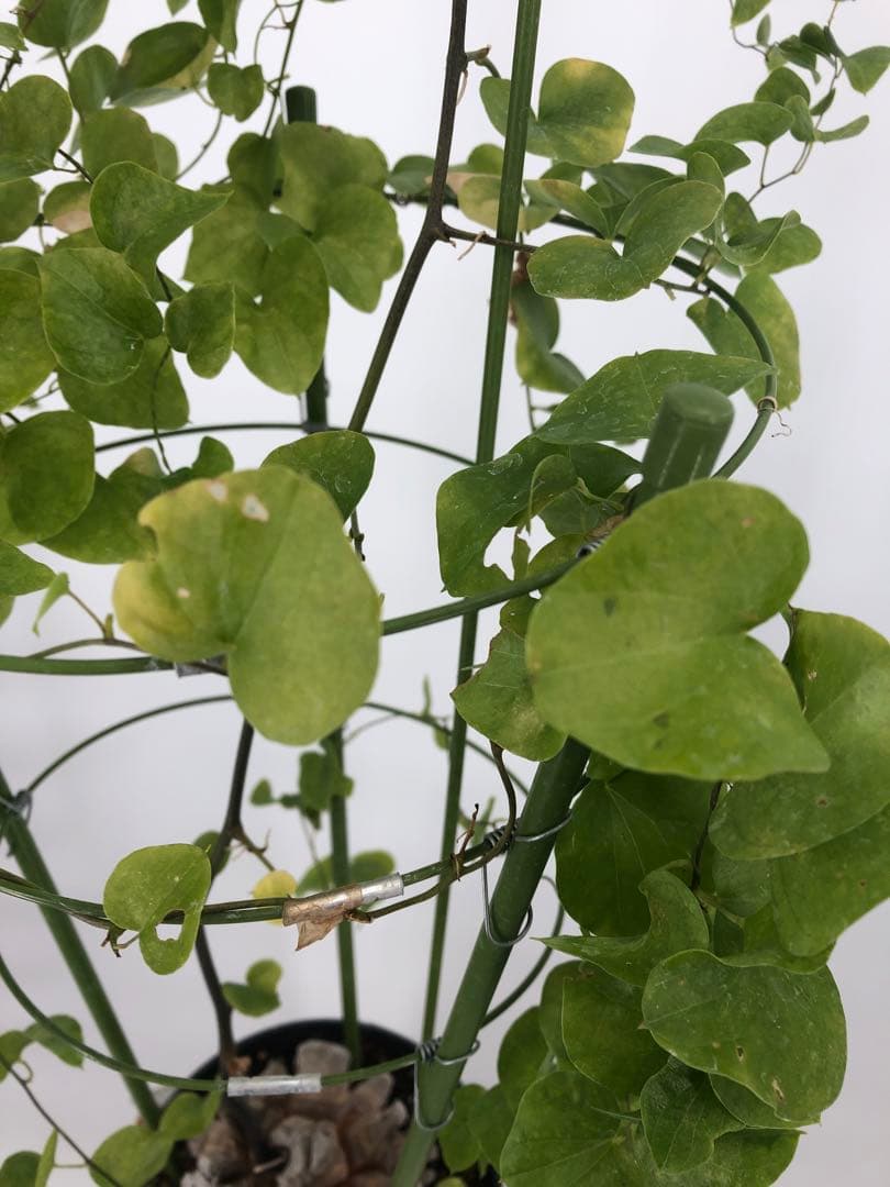 アフリカ亀甲竜　塊根植物