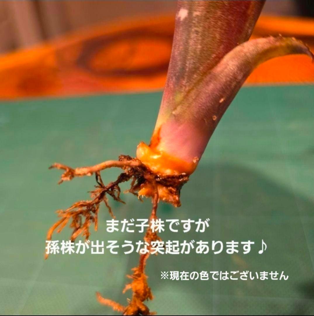 【ビルベルギア ディッピンドッツ】孫株出そうな突起付き♪発根済♪タンクブロメリア