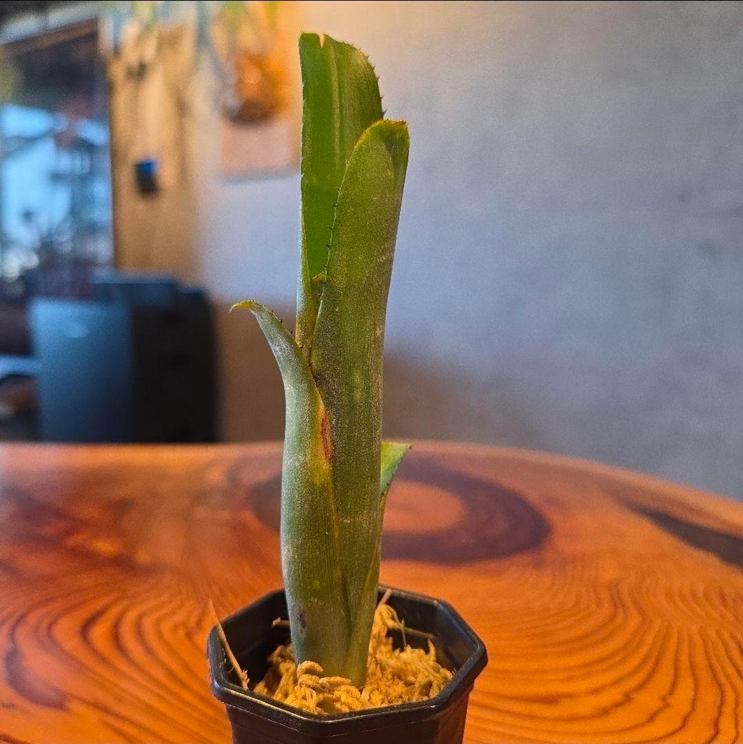 【ビルベルギア ディッピンドッツ】孫株出そうな突起付き♪発根済♪タンクブロメリア