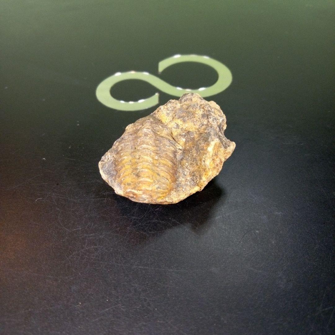 三葉虫　化石　fossil　ボリビア　trilobite　三葉虫綱　三葉虫管理②