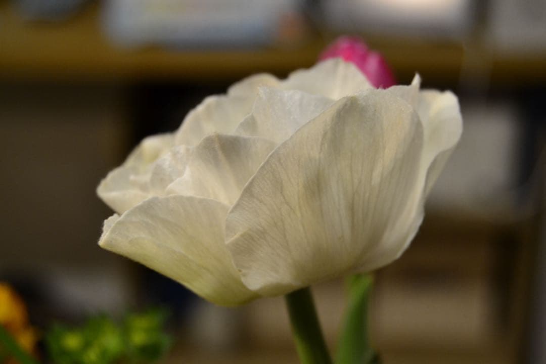 Nikon D3100 デジタル一眼　af-s 18-55 GⅡレンズ付　動作品