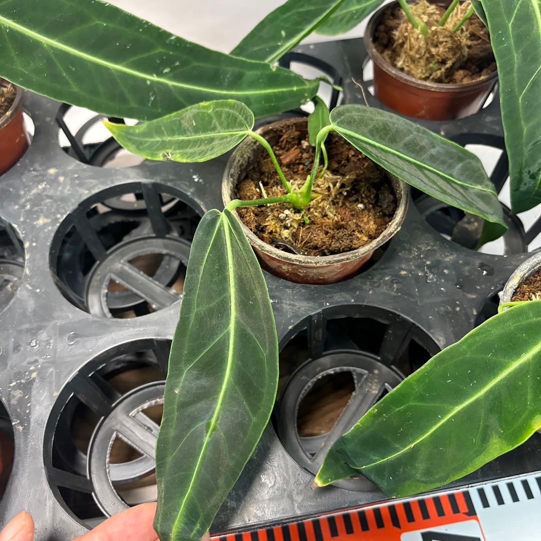 B*L様 5株セットms65warocqueanum アンスリウム・ワロクアナム