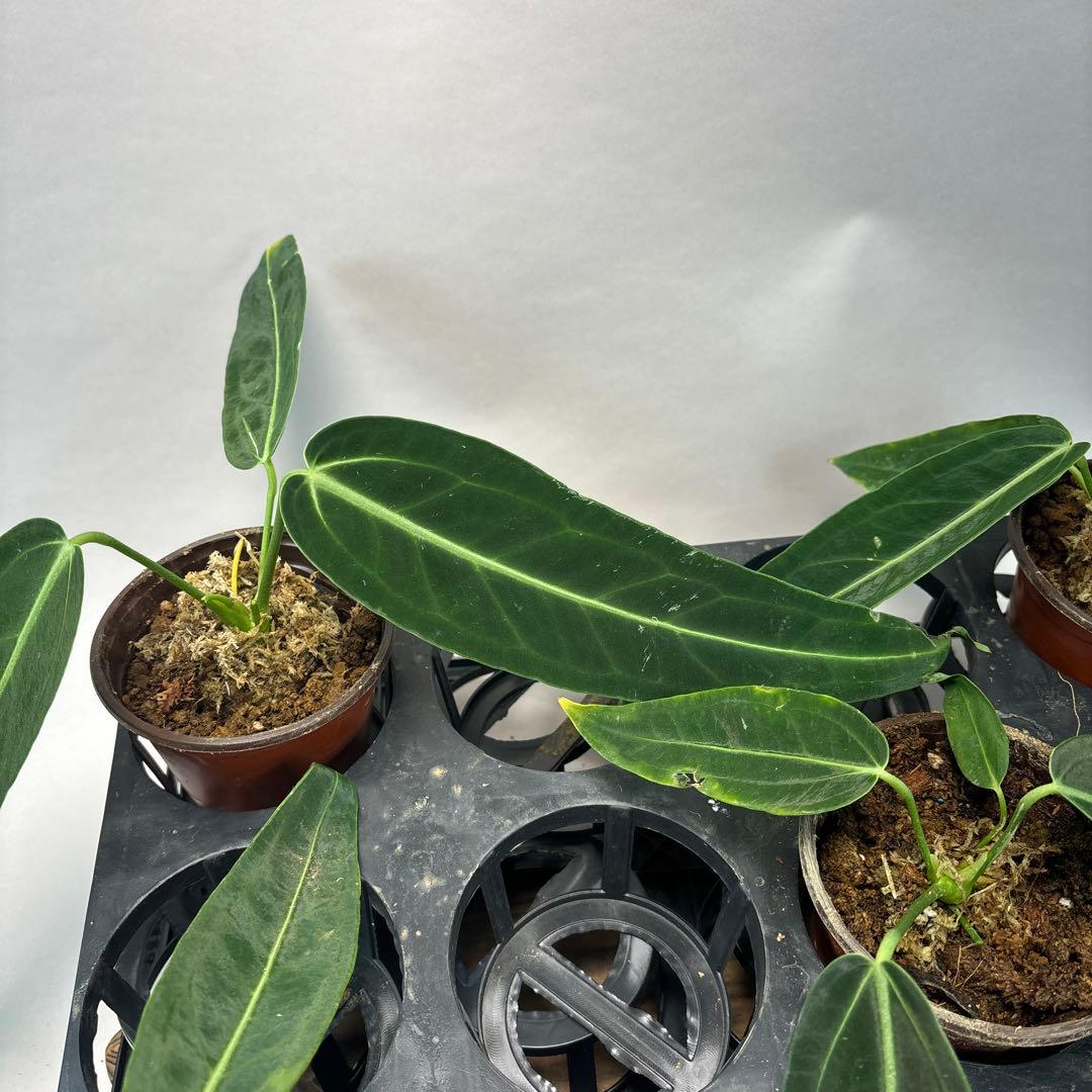 B*L様 5株セットms65warocqueanum アンスリウム・ワロクアナム