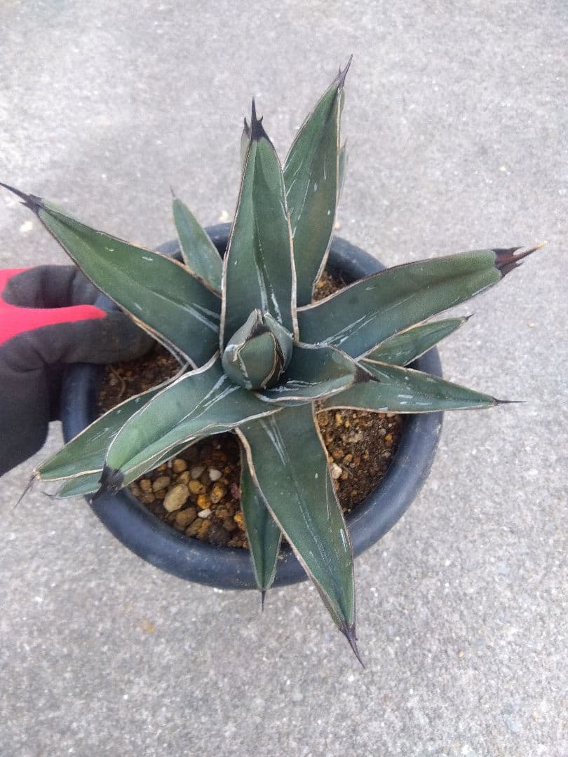 アガベ　笹吹雪　ニッケルシー　20センチ❗子株つき❗　①