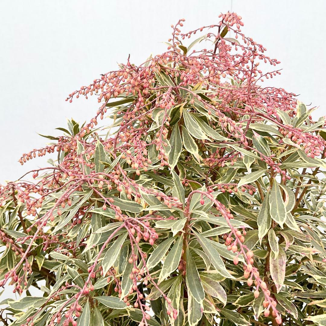 斑入りアセビ　/ 73