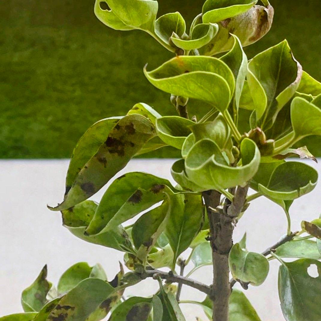 宿根【フランス直輸入】ライラック プレジデントグレイビー