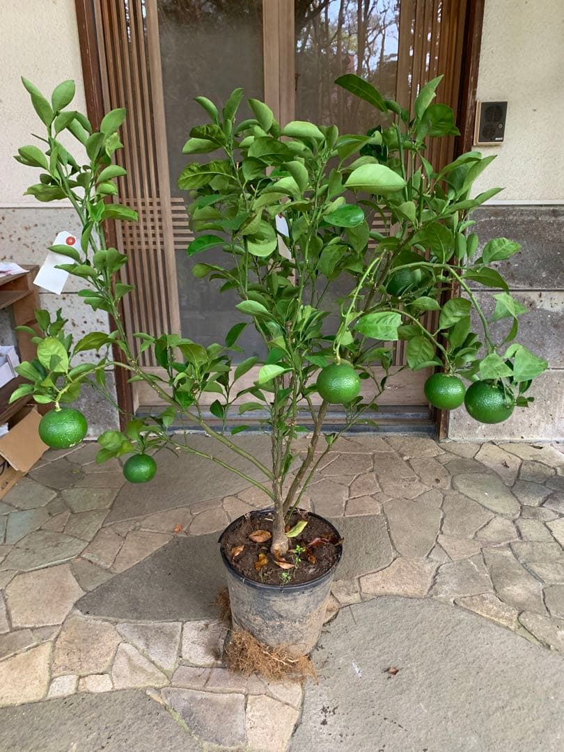 無農薬 スイートスプリングオレンジ 苗木 果樹 特大株