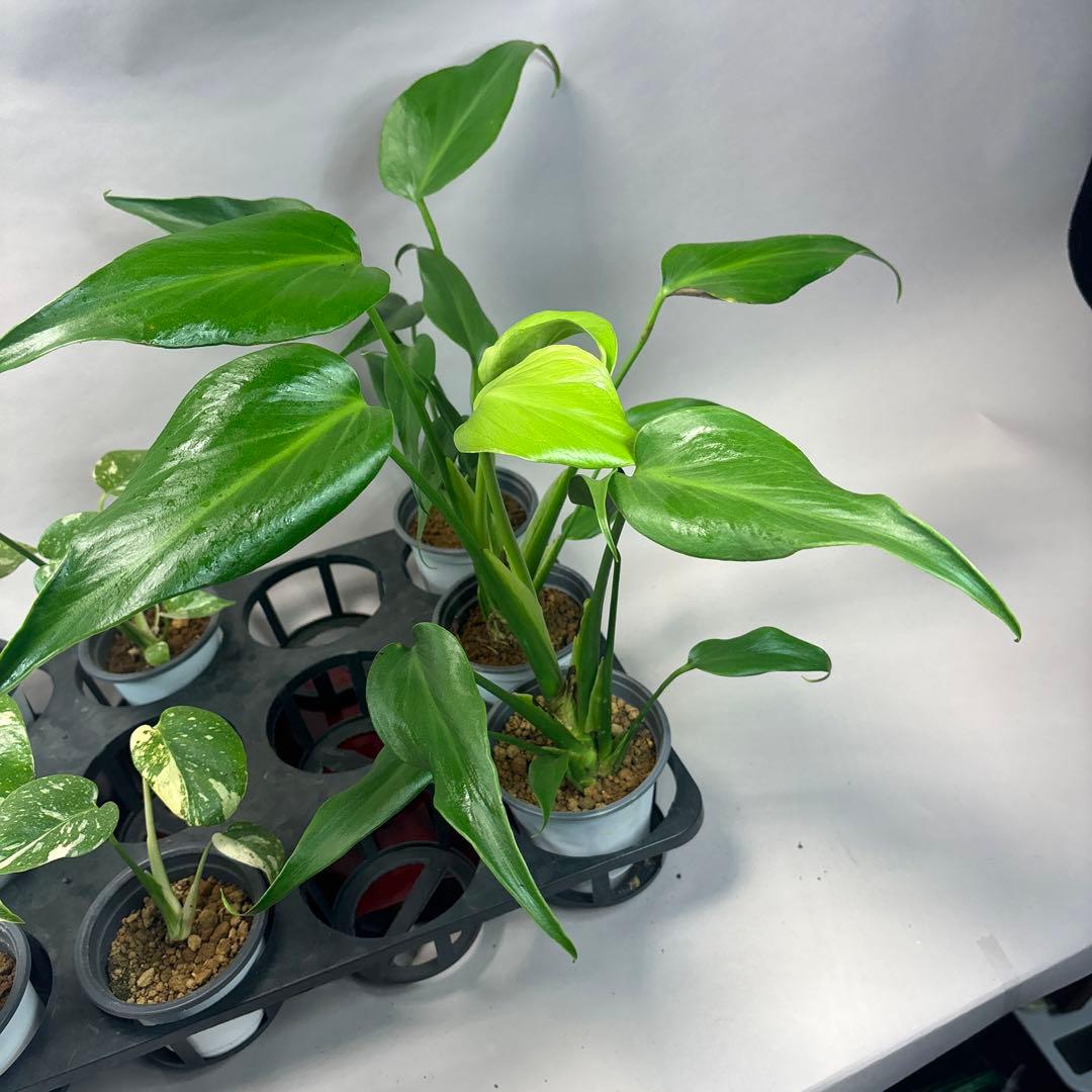 a17モンステラ・タイコンステレーション5株➕バールマルクスフレーム3株