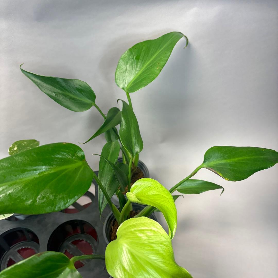 a17モンステラ・タイコンステレーション5株➕バールマルクスフレーム3株