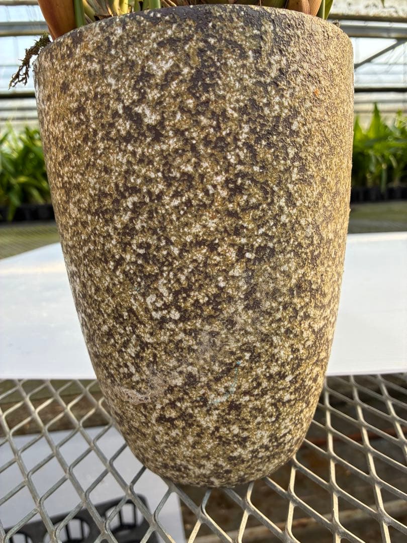 シンビジウム 切り花 寄せ集め 鉢物 ミックス